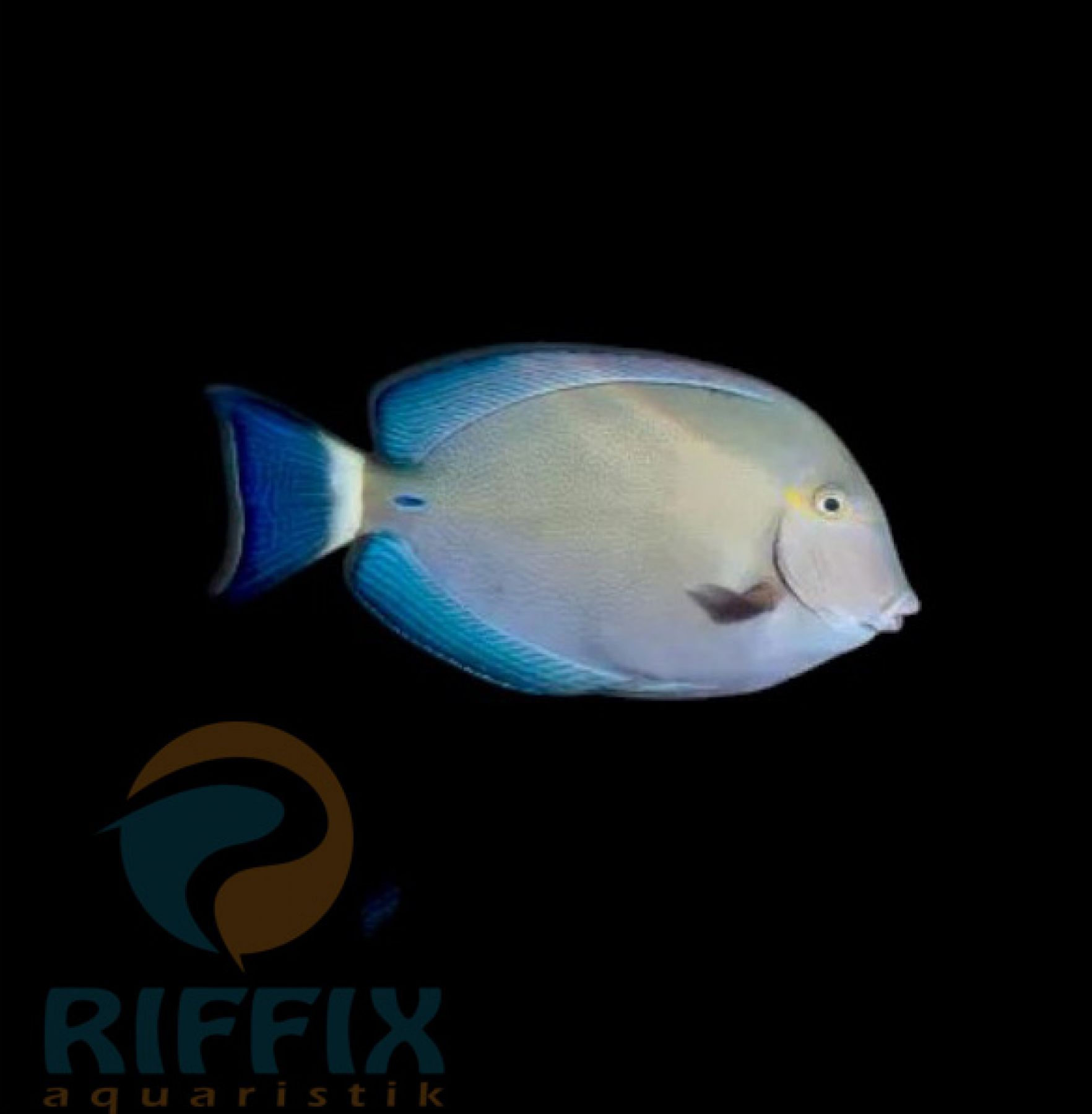 Acanthurus blochii Blochs Doktorfisch